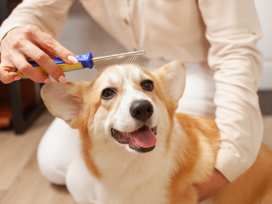 Dog grooming for a Healthy Skin and Coat for Dogs