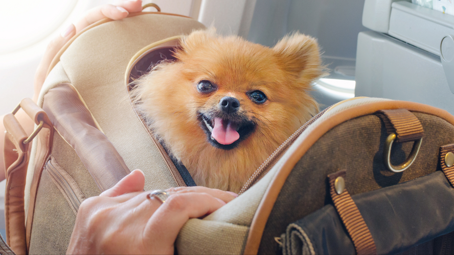 Summer Howl-idays: A complete guide to travelling with your dog