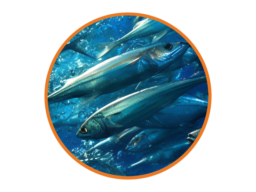 Concentrated Fish Oil
