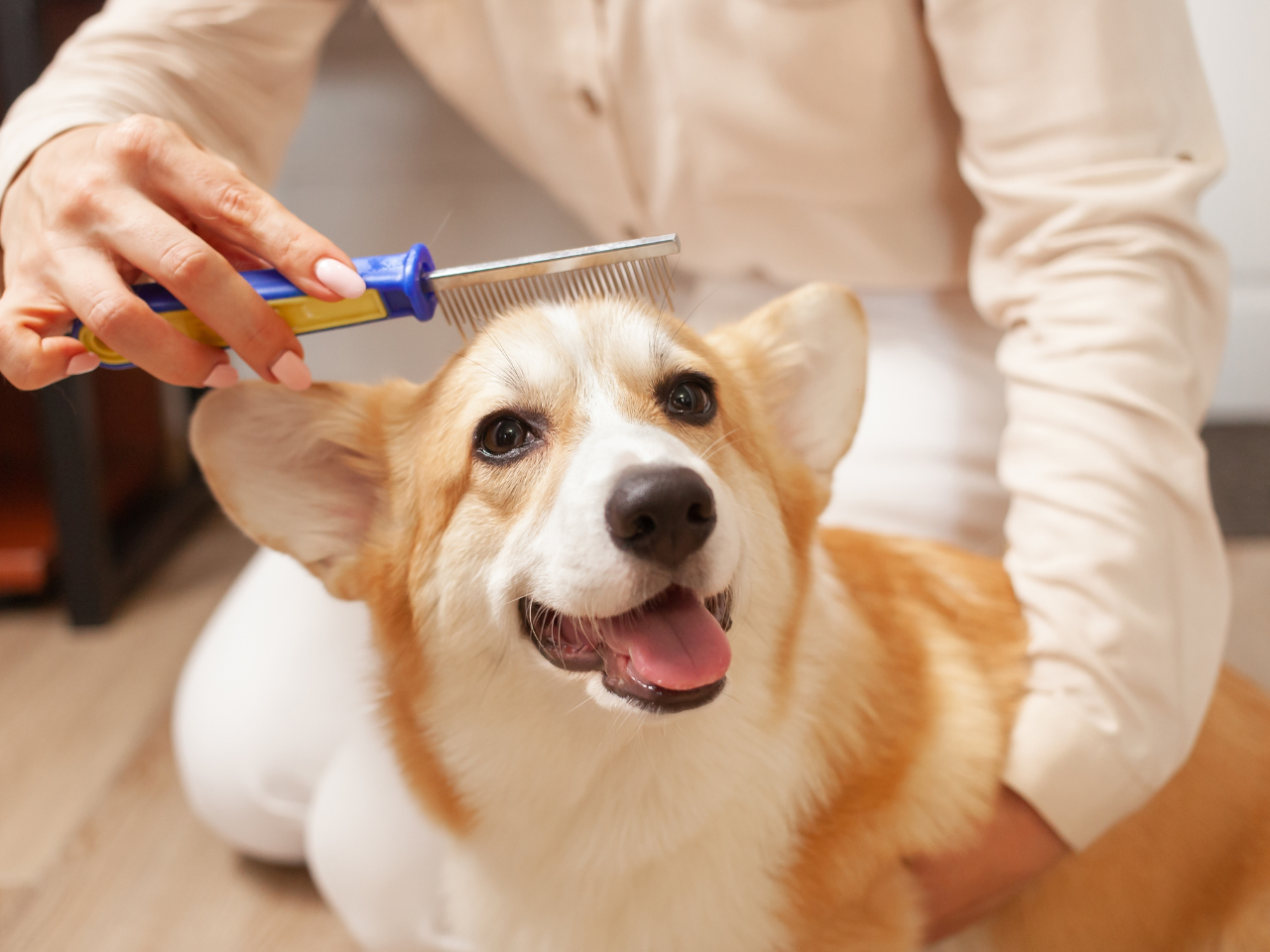 Dog grooming for a Healthy Skin and Coat for Dogs