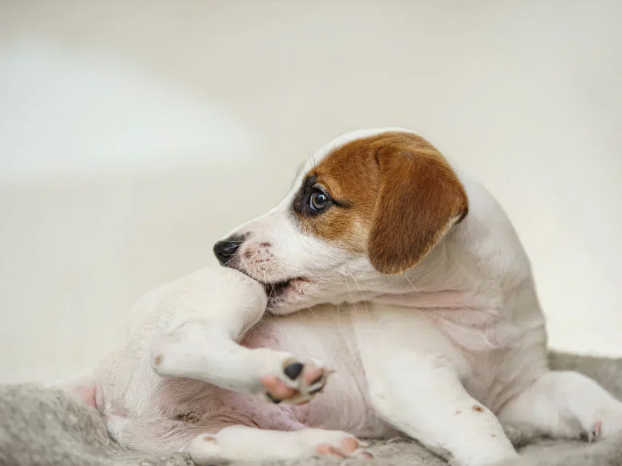 dog scratching its body - signs of allergies in dogs	