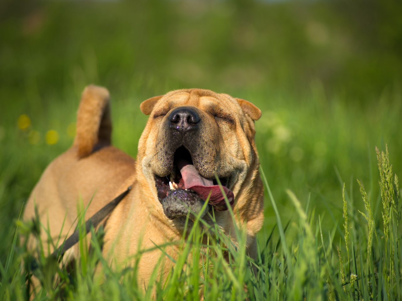 happy dog playing - best treat for dogs with allergies	