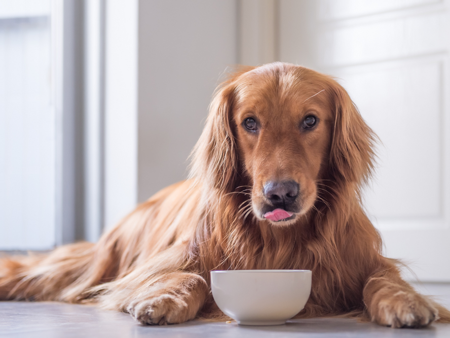 dog in front of an empty bowl - foods dogs should not eat