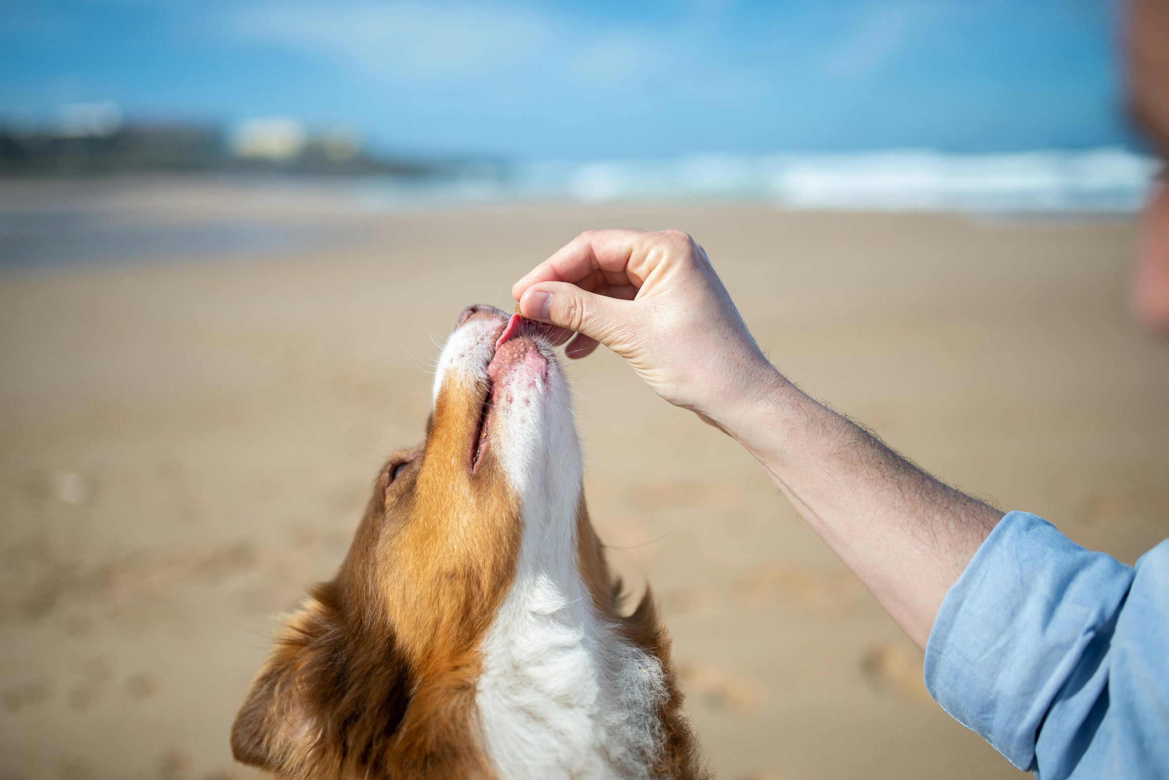 dog taking pet supplements by the beach