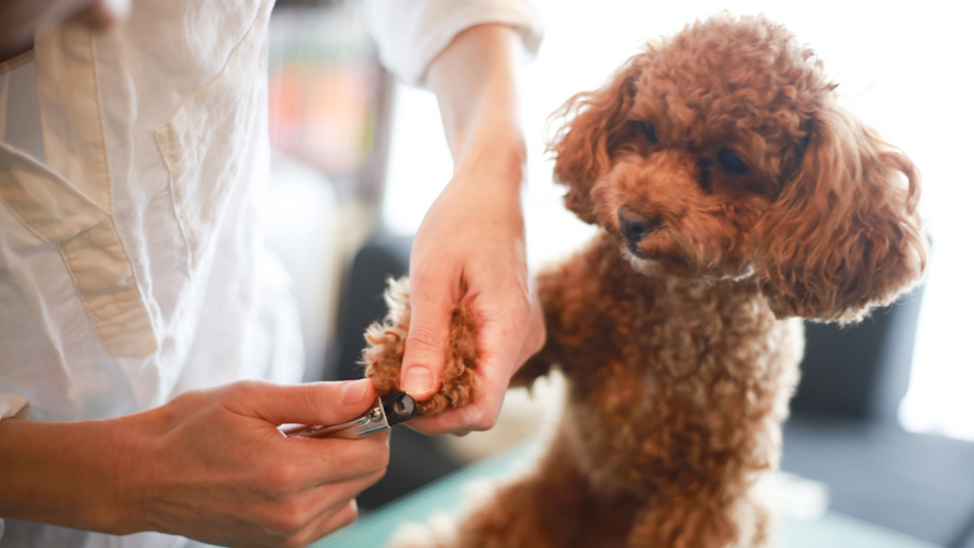 Paw-dicure Time: A Guide to Cutting Your Dog’s Nails