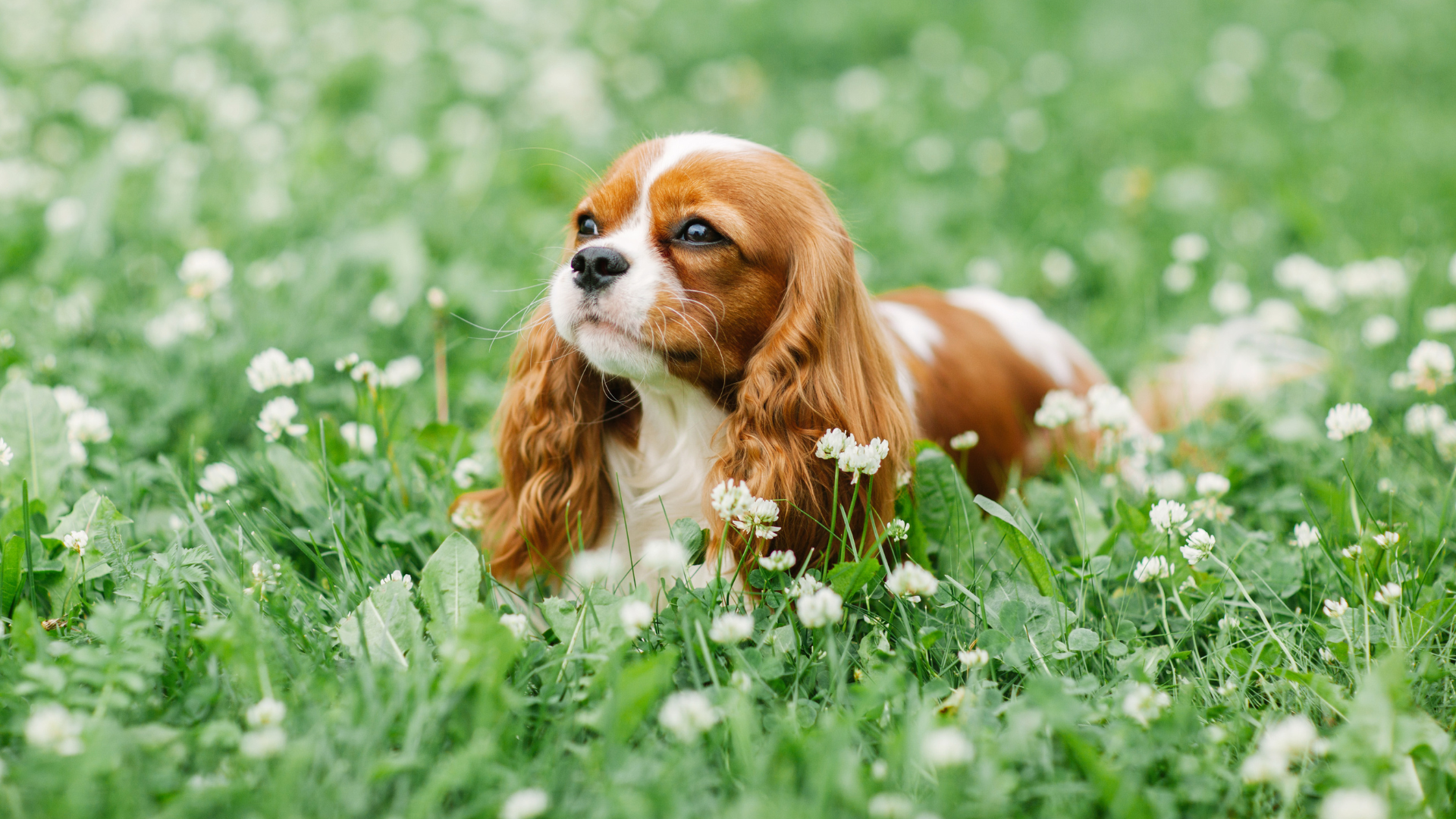 Cavalier King Charles Spaniel dog lying in a pet-friendly garden with green grass and white flowers