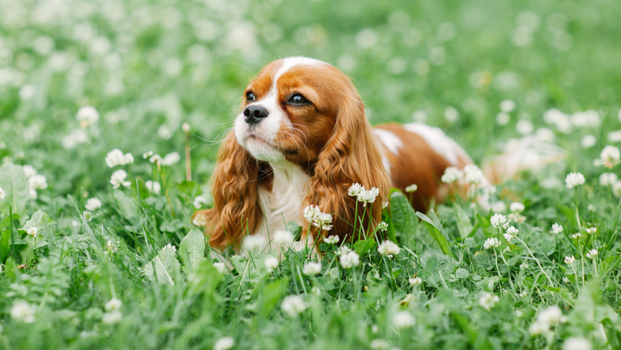 Cavalier King Charles Spaniel dog lying in a pet-friendly garden with green grass and white flowers