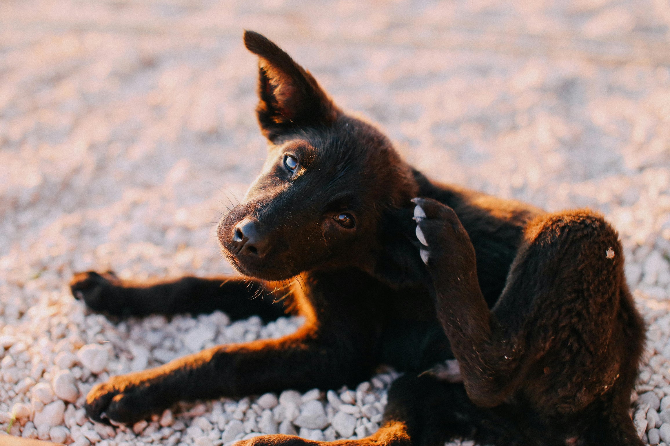 Pet Science 101: Omega-3s for Cats and Dogs