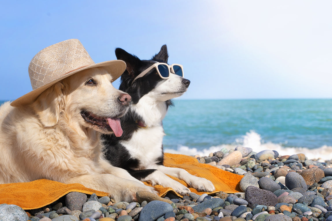 A Golden Retriever and a black and white Border Collie relaxing on a beach towel with the ocean in the background, illustrating dog summer safety.