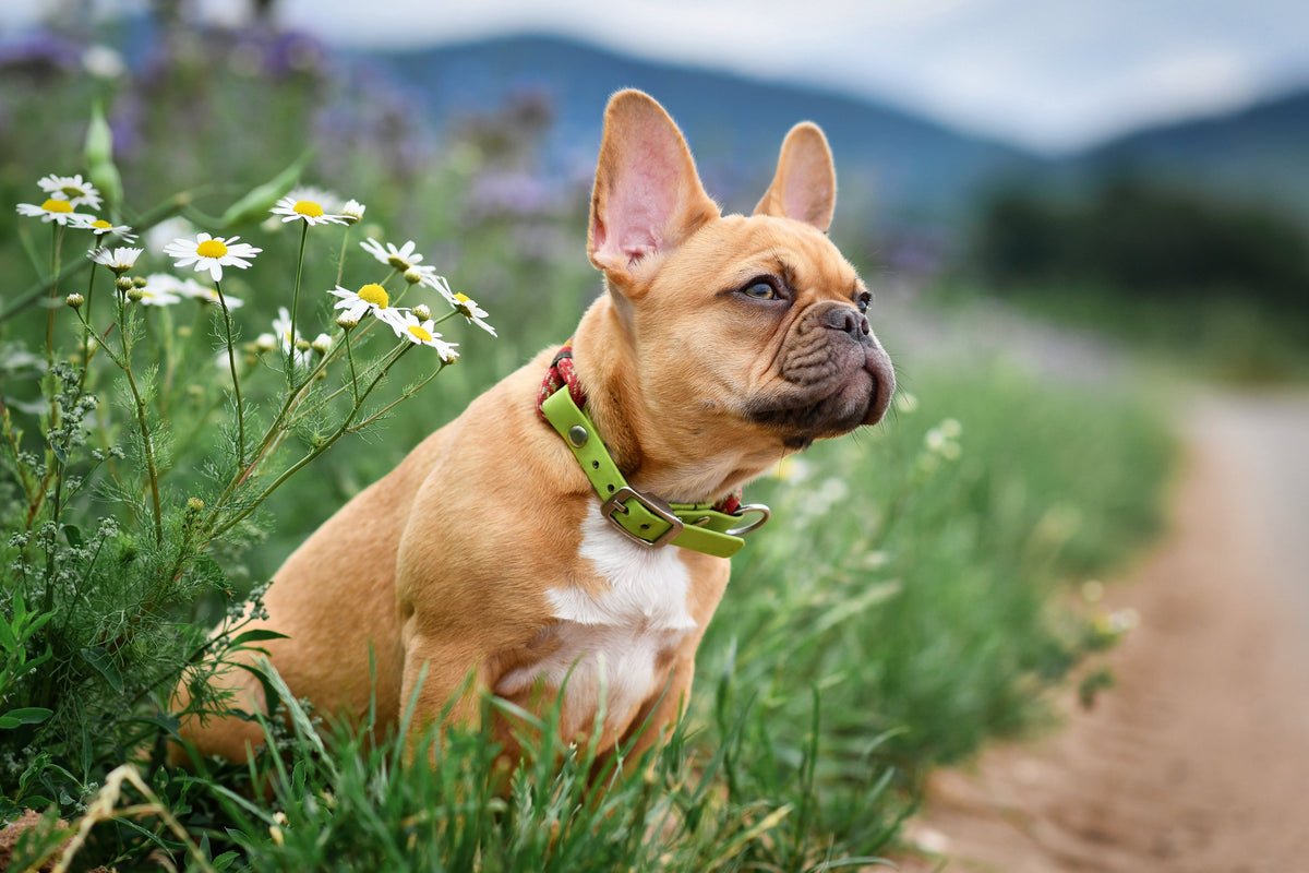Dog Supplements & Vitamins