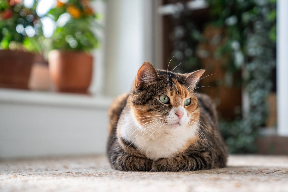 Cat Supplements & Vitamins