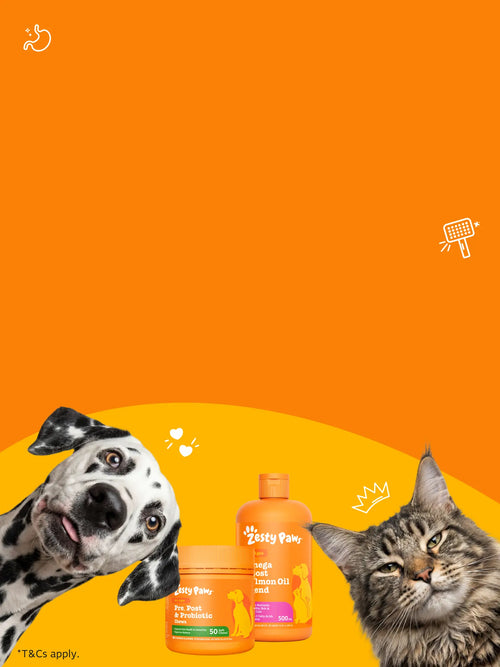 Dalmatian dog and Main Coon cat looking at the viewer on an orange background